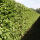 Heckenelement Kornelkirsche 200 x 100 cm- Cornus Mas