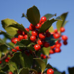 Ilex meserveae Blue Maid