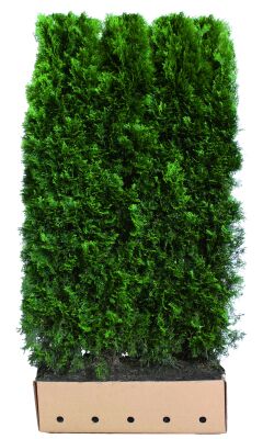 Heckenelement Lebensbaum smaragd 180 x 100 cm - Thuja