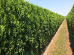 northern white-cedar or eastern arborvitae