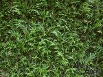 Heckenelement Lebensbaum smaragd 180 x 100 cm - Thuja
