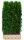 Heckenelement Lebensbaum smaragd 180 x 100 cm - Thuja
