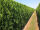 Heckenelement Lebensbaum smaragd 180 x 100 cm - Thuja