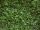 Heckenelement Lebensbaum smaragd 180 x 100 cm - Thuja