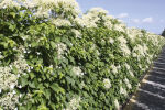 Climbing hydrangea