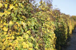 Climbing hydrangea