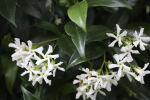 Heckenelement Sternjasmin 180 x 100 cm - Trachelospermum