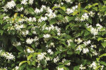 Confederate jasmine or Star jasmine