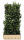 Heckenelement Sternjasmin 180 x 100 cm - Trachelospermum