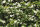 Heckenelement Sternjasmin 180 x 100 cm - Trachelospermum