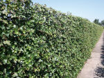 Hedera Hibernica