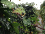 Hedera Hibernica