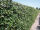 Heckenelement Efeu 180 x 200 cm - Hedera