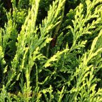 Lawsons cypress Stardust