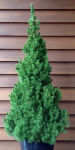 Picea conica 70 - 80 cm