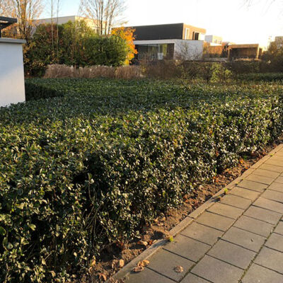 Ilex Meserva Blue Prince