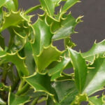 Ilex Meserva blue princess