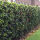 Ilex Meserva blue princess