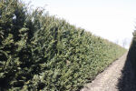 Taxus baccata