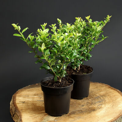 Ilex crenata Green Hedge