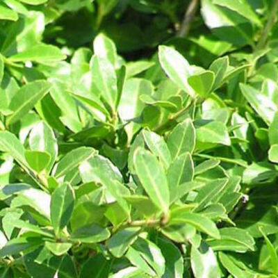 70 Stück Ilex crenata Stokes,schnell wachsende Heckenpflanze Japan-Hülse15-25 cm