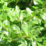 Japanese holly  green hedge