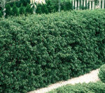 Japanese holly  green hedge