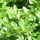 Kleinlaubige Japan-Hülse Green Hedge oder Löffel-Ilex