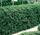 Kleinlaubige Japan-Hülse Green Hedge oder Löffel-Ilex