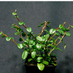 bearberry cotoneaster