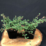 Bearberry Cotoneaster