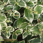 Euonymus fortunei Emerald Gaiety