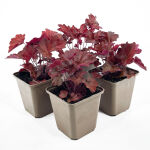 crevice alumroot or coralbells