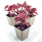 crevice alumroot or coralbells