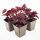 crevice alumroot or coralbells