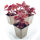 crevice alumroot or coralbells