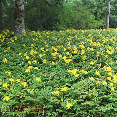 Hypericum Calycinum