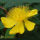 St. Johns wort