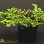 Green Carpet Juniper