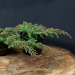 Green Carpet Juniper