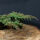 Juniperus communis Green Carpet
