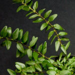 Lonicera nitida Maigrün