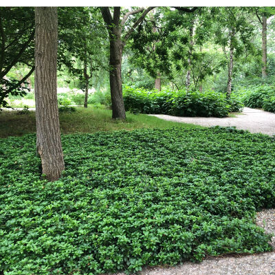 carpet box or Japanese spurge