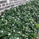 Pachysandra Terminales