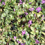 Vinca minor Atropurperea