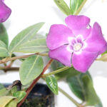 Vinca minor Atropurperea