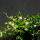 Immergrün lila Blüten