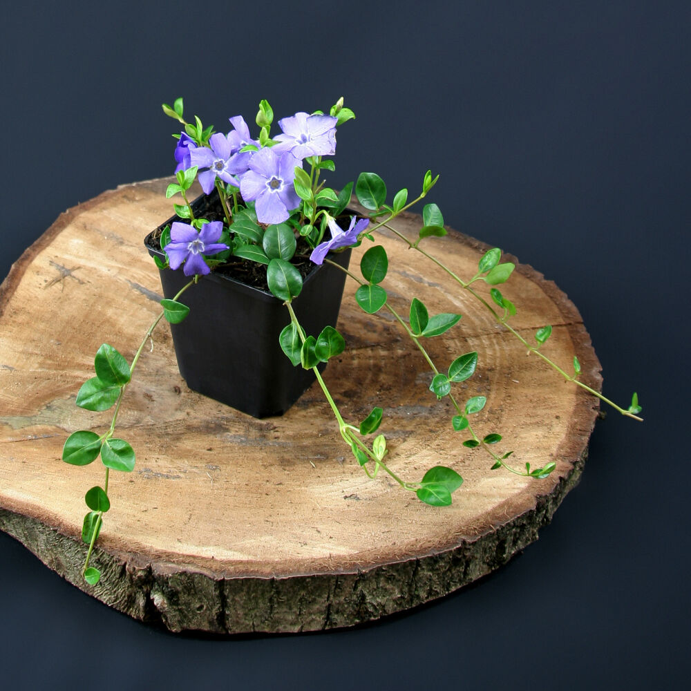 Immergrün Vinca minor Atropurperea Bodendecker Lila Blüten 100 St