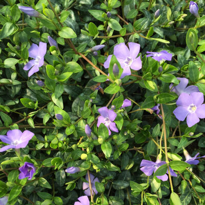 lesser periwinkle or dwarf periwinkle