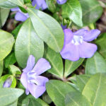 lesser periwinkle or dwarf periwinkle